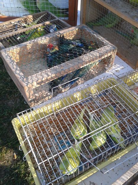 Fotografie0106 - 23---targ monor 10 09 2017