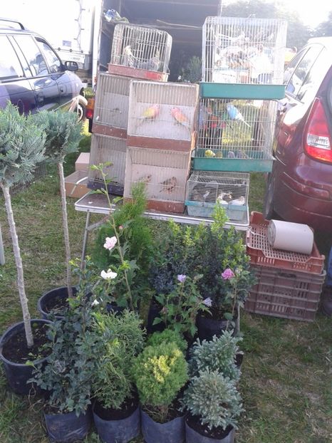 Fotografie0107 - 23---targ monor 10 09 2017