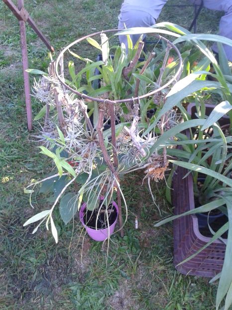 Fotografie0108 - 23---targ monor 10 09 2017