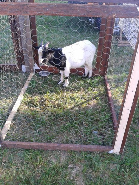 Fotografie0109 - 23---targ monor 10 09 2017