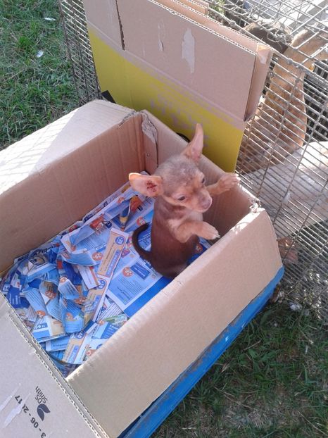 Fotografie0110 - 23---targ monor 10 09 2017