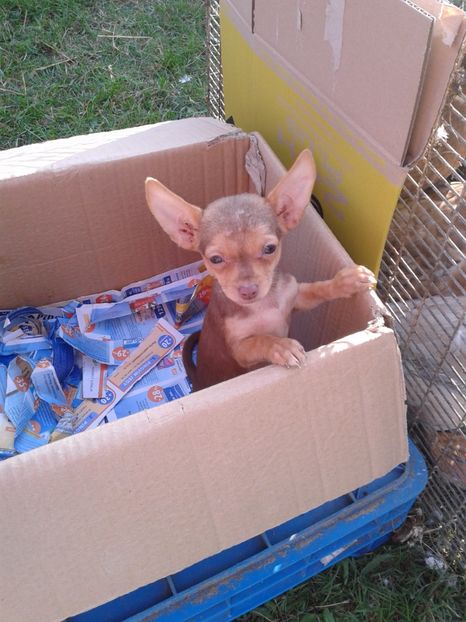 Fotografie0111 - 23---targ monor 10 09 2017