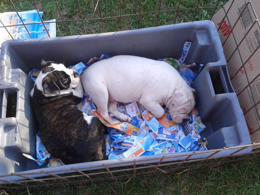 Fotografie0112 - 23---targ monor 10 09 2017