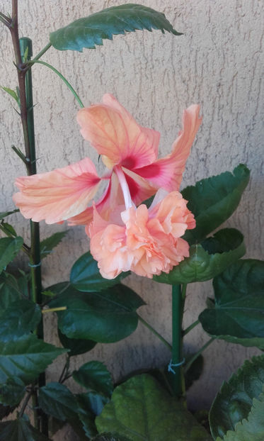  - hibi el cap orange