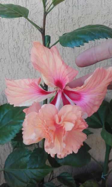  - hibi el cap orange