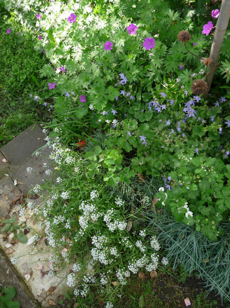  - 2017 - 03 - Toamna