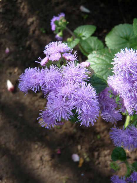  - 2017 - 03 - Toamna