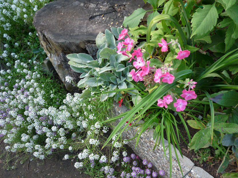  - 2017 - 03 - Toamna