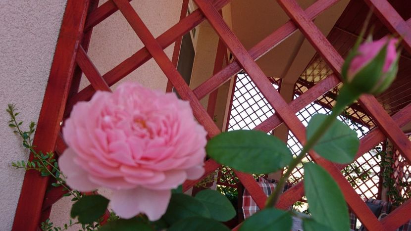  - Alnwick castle rose