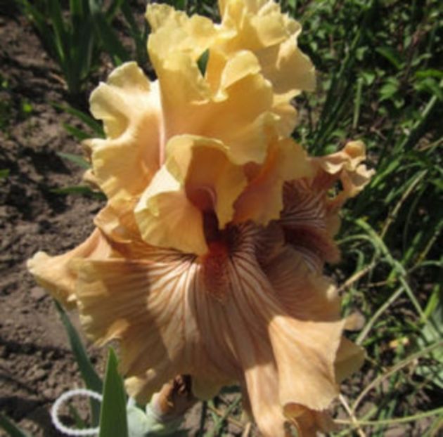 just crazy - IRISI ACHIZITIONATI IN 2017- 80 soiuri