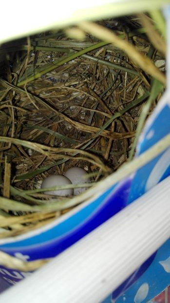  - Cintezele mele zebre australiene