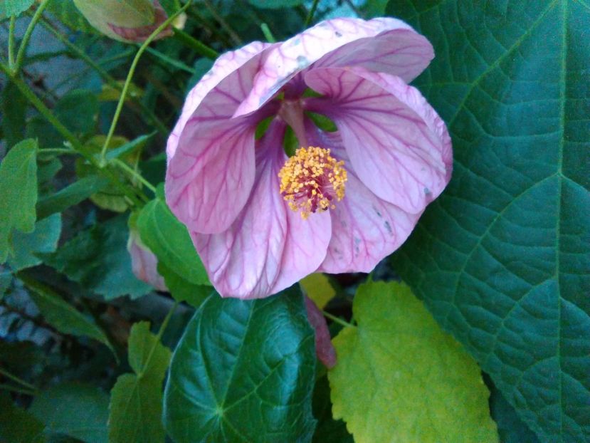  - colecția mea de abutiloni din seminte