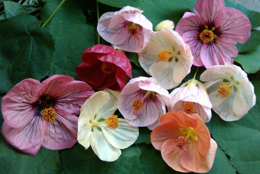 Foto de grup - colecția mea de abutiloni din seminte