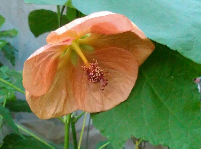  - colecția mea de abutiloni din seminte