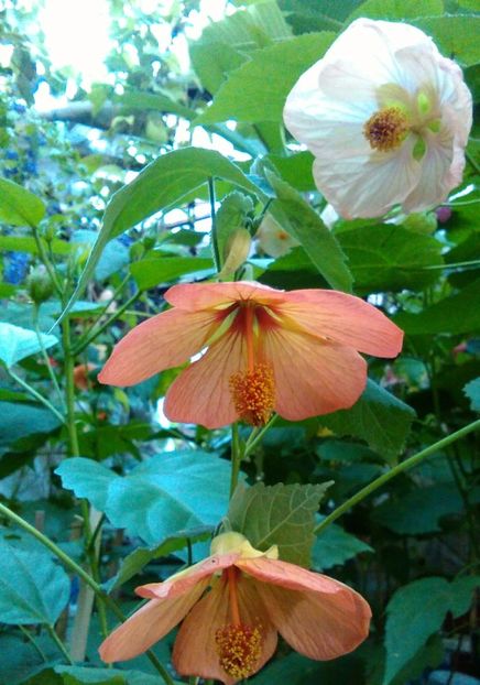 O cupa mai altfel.. - colecția mea de abutiloni din seminte