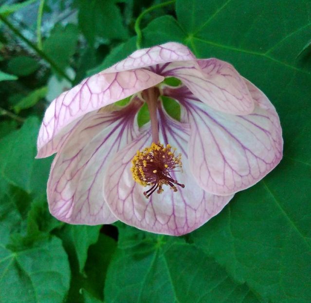  - colecția mea de abutiloni din seminte