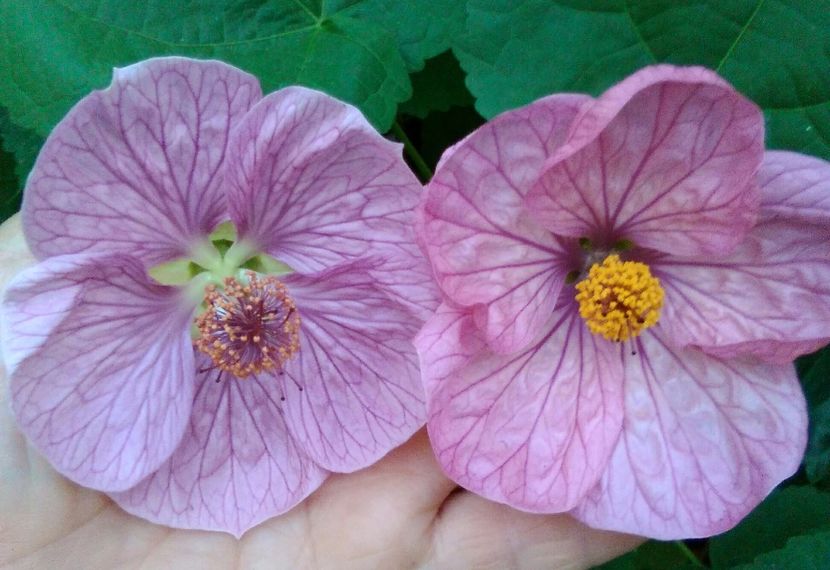 Două culori roz liliachiu - colecția mea de abutiloni din seminte