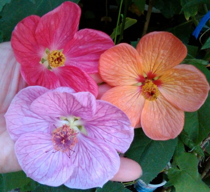  - colecția mea de abutiloni din seminte