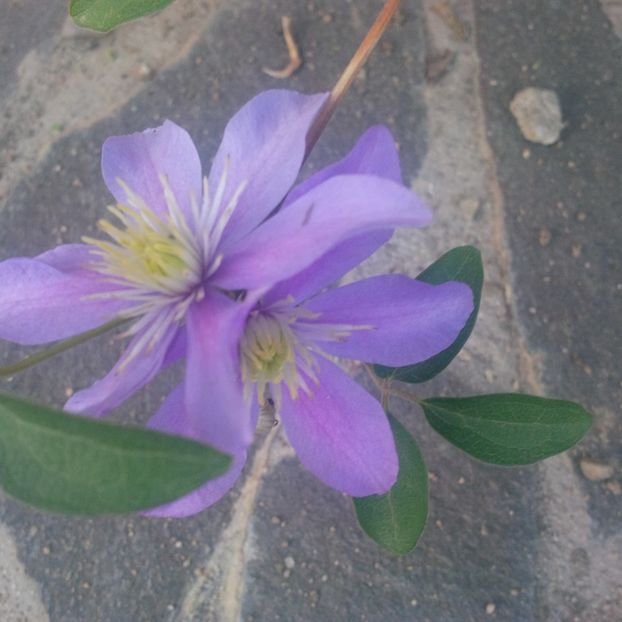 justa - gradina septembrie 2017