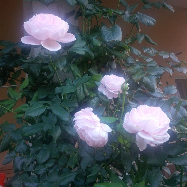 nahema - gradina septembrie 2017