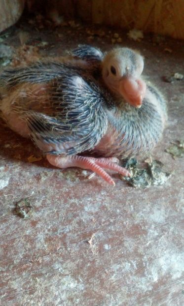 IMG-20170914-WA0005 - pui 2017