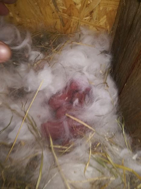 Cuib neo alb, de o zi... - Iepuri