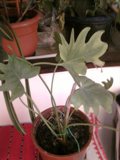 filodendron xanadum - VARA- 2017