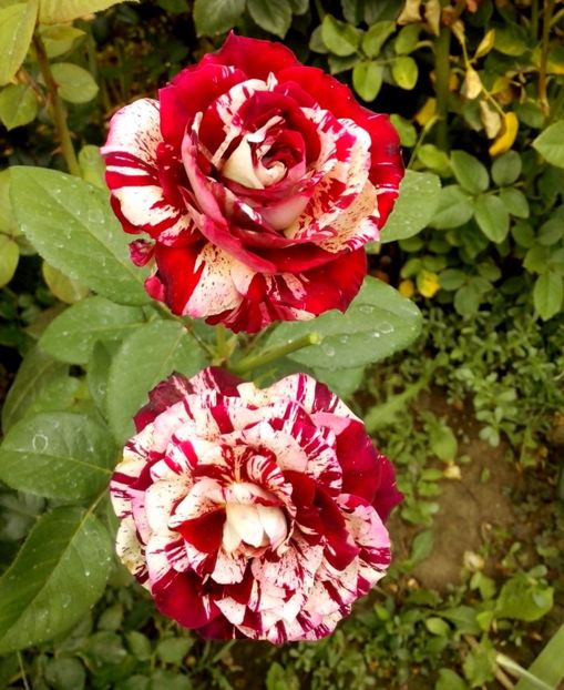 julio iglesias - 0 TRANDAFIRI 2017