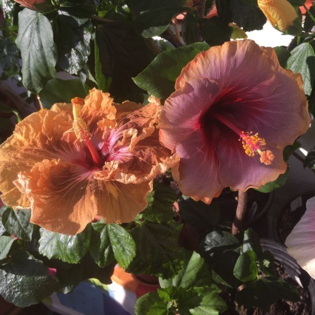 Lucy-French Toast - Flori 2017