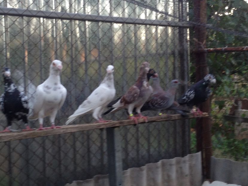  - Poștași de ornament