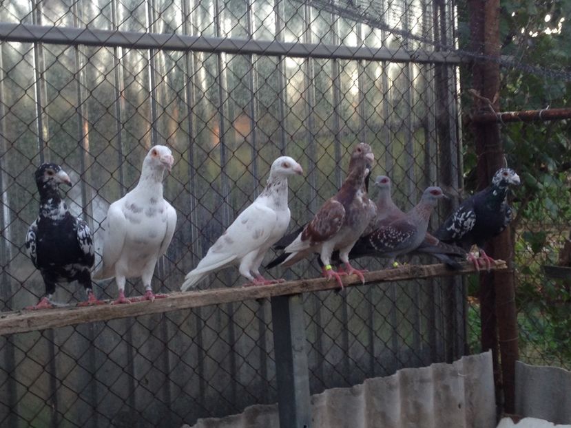  - Poștași de ornament