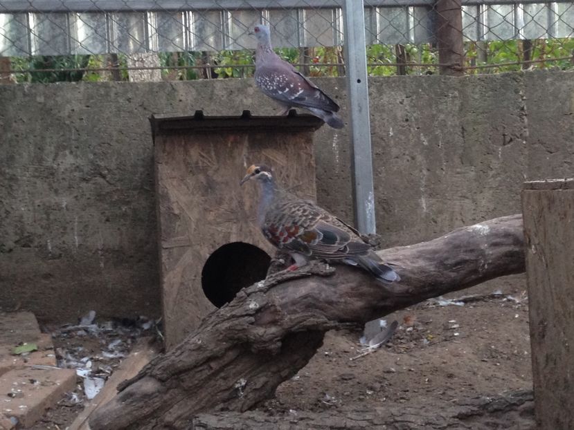  - Porumbei aripa de bronz