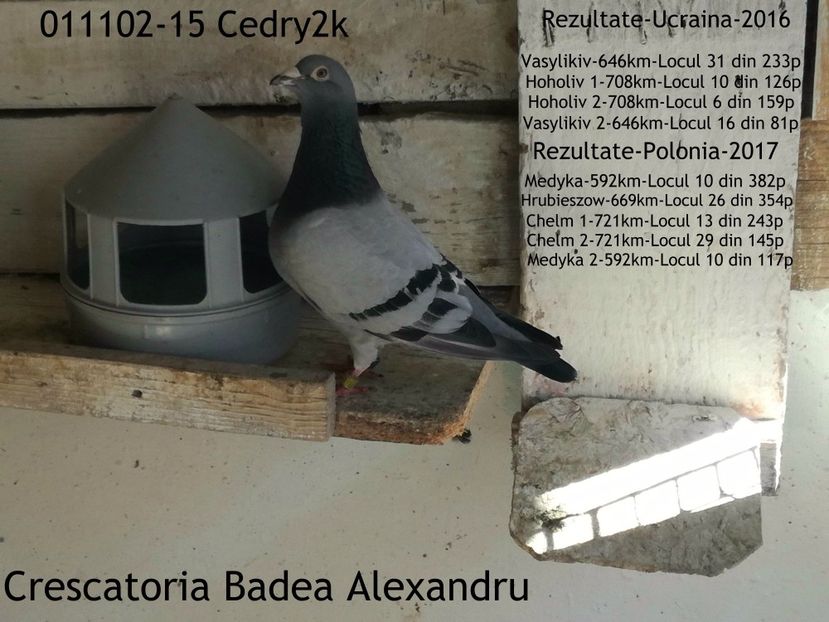 Cedry2k - 2017-Porumbei reprezentanti Crescatoria BADEA ALEXANDRU