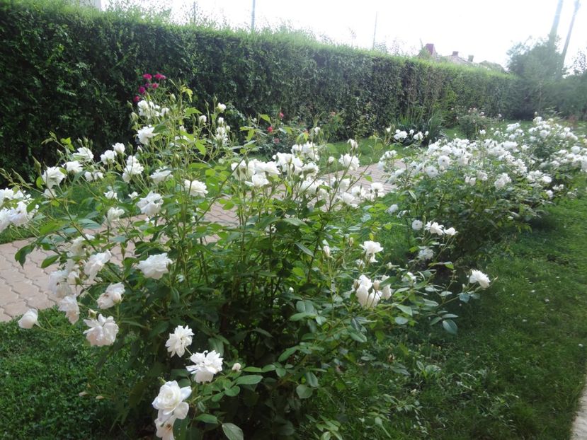  - Kordes - Iceberg-Schneewittchen