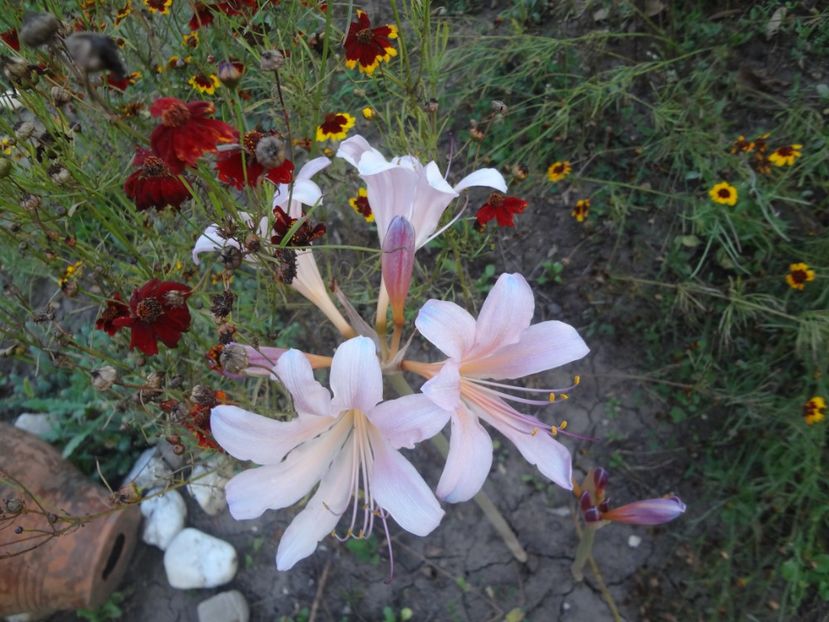  - Gradina in august 2017