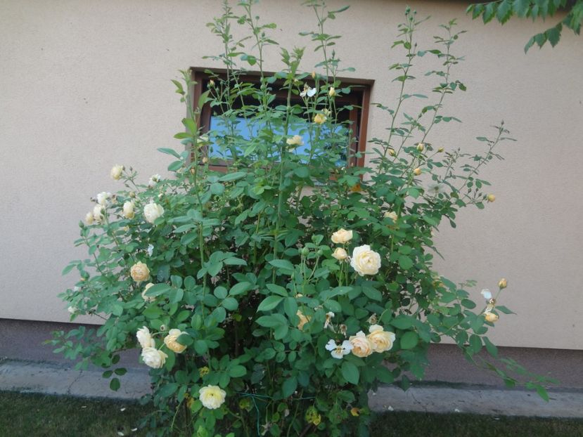  - Austin - Graham Thomas