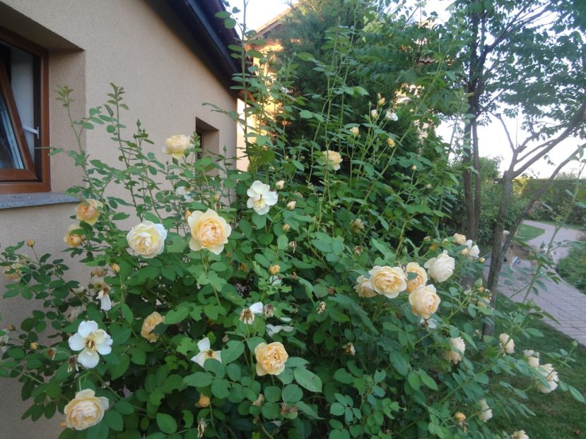  - Austin - Graham Thomas