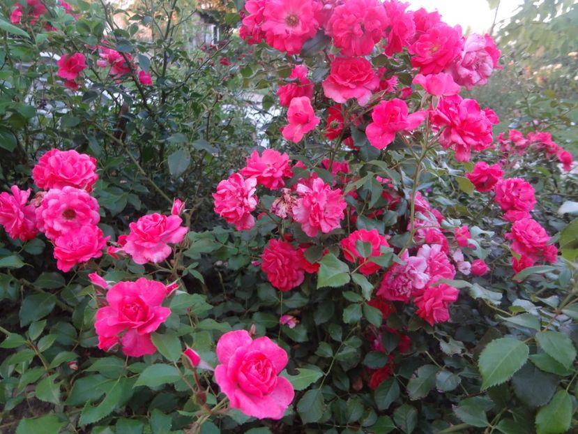  - Kordes - Bad Birnbach