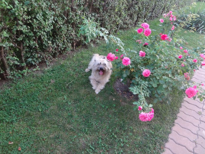  - Kordes - Rosarium Uetersen