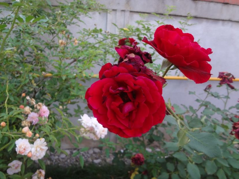  - Michele Malandrone - Don Juan