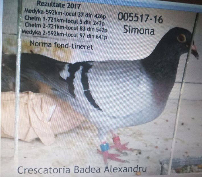  - 2017-Porumbei reprezentanti Crescatoria BADEA ALEXANDRU