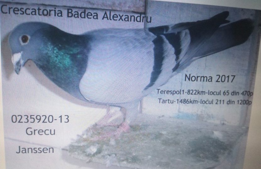  - 2017-Porumbei reprezentanti Crescatoria BADEA ALEXANDRU