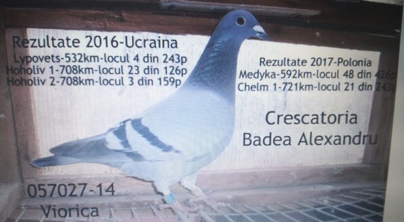  - 2017-Porumbei reprezentanti Crescatoria BADEA ALEXANDRU