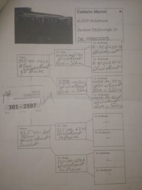  - 2017-pedigree Matca 2018