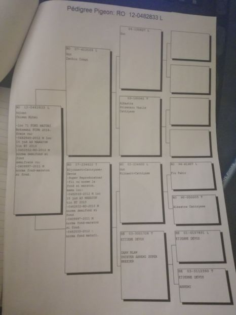  - 2017-pedigree Matca 2018