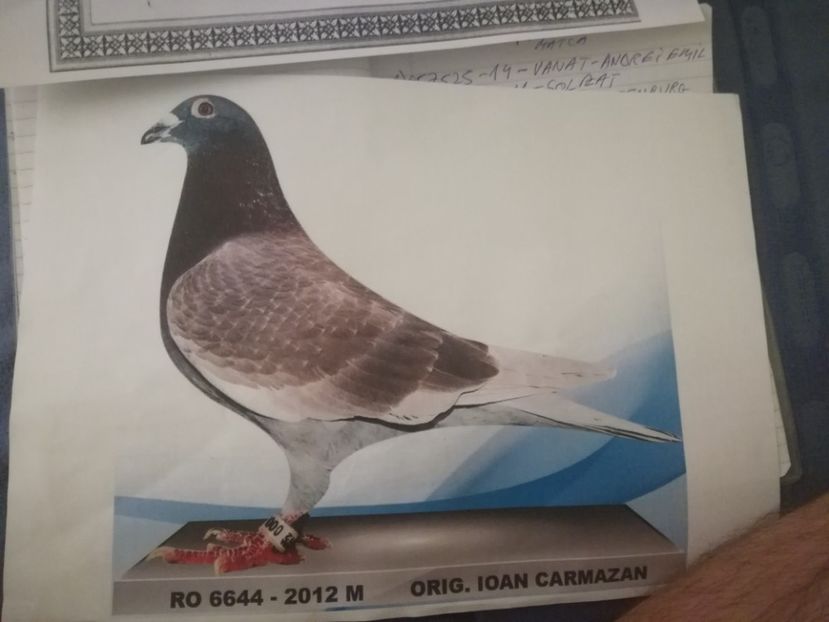  - 2017-pedigree Matca 2018