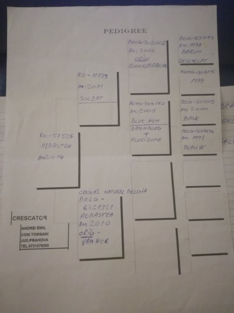  - 2017-pedigree Matca 2018