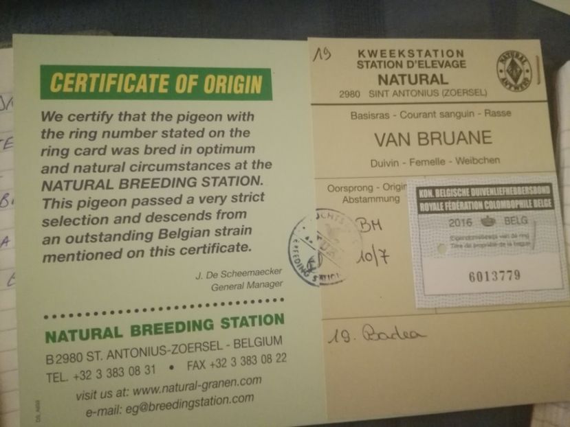  - 2017-pedigree Matca 2018