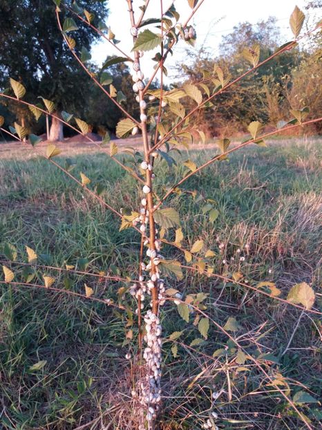  - Venus septembrie 2017