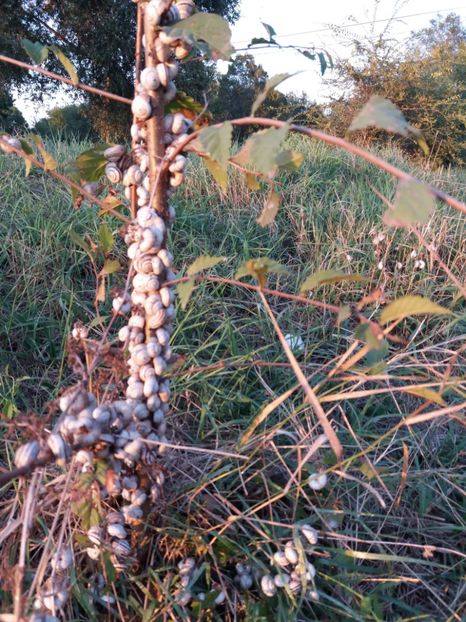  - Venus septembrie 2017